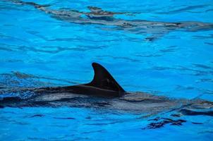 Dolphins in the zoo photo