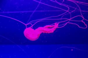 Jellyfish in the water photo