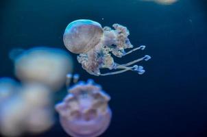 medusas en el agua foto