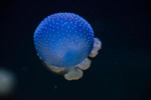 Jellyfish in the water photo