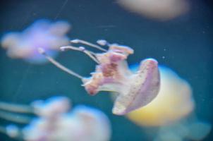 medusas en el agua foto