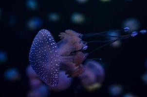 Jellyfish in the water photo