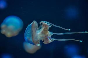 medusas en el agua foto