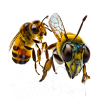 hand painted honey bee png