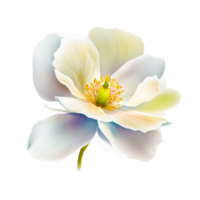 mano pintado realista blanco flor png