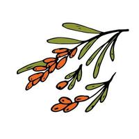 Sea buckthorn Isolated doodle vector illustration. Concept of summer, fruits, berries and healthy food. Objects for icon, menu, cover, poster, cards, web element, social media, card for children.