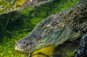 Crocodile in the water photo