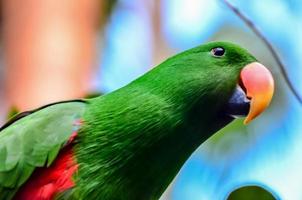 Colourful small bird portrait photo