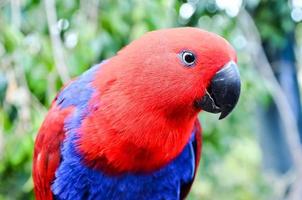 Colourful small bird portrait photo