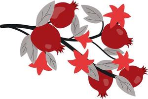 branch of pomegranate fruit vector