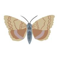 beautiful brown moth, good for graphic design resources vector