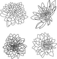 Chrysanthemum twigs. Black and white flowers. Chrysanthemum flowers line art. Twigs of flowers vector. Flowers Vector. vector