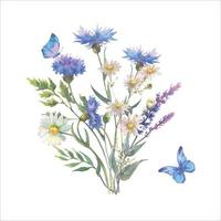 Watercolor botanical illustration, wild flowers bouquet with blue Cornflower herb and chamomile and with butterflies, isolated on white background. For decoration of frames, postcards, certificate. vector