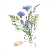 Watercolor vector illustration, wild flowers bouquet with blue Cornflower herb and chamomile and with tag, isolated on white background. For decoration of frames, postcards, certificate.