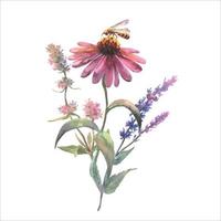 Wildflowers vector bouquet with Echinacea purpurea, sage and thyme, and bee, sitting on the flowers on a white background. Watercolor botanical illustration, floral elements, Purple flowers.