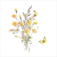 Watercolor illustration, wild flower bouquet with field herb, chamomile, buttercup and butterfly, isolated on white background. Good for cosmetics, medicine, package, postcards. vector