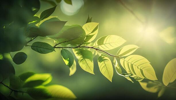 Nature of green leaf in garden at summer under sunlight. photo