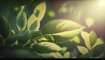 Nature of green leaf in garden at summer under sunlight. photo