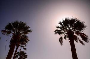 Palm trees at sunset photo