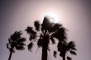 Palm trees at sunset photo