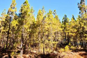 Trees in the forest photo