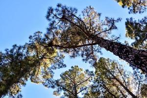 arboles en el bosque foto