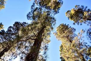 Trees in the forest photo