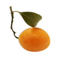 maprang fruta Tailândia png Arquivo