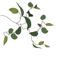 Tropical liana vine plant. Epipremnum clip art, creeper, flower. vector
