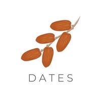 Natural Dried Arabic Date Fruit Illustration Logo vector