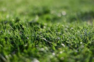 View of young green grass in the park, taken close-up with a beautiful blurring of the background photo