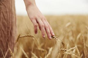 Woman hands rye farm nature autumn season concept photo