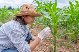 Female farmer working at corn farm,Collect data on the growth of corn plants photo
