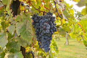 Red wine grapes photo