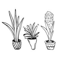 Graphic house plant drawings black and white vector set. Line art home flowers, blooming plants