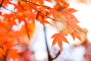 Bright colorful maple leaves on the branch in the autumn season. photo