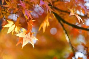 brillante vistoso arce hojas en el rama en el otoño estación. foto