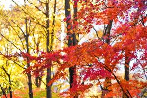 Bright colorful maple leaves on the branch in the autumn season. photo