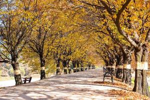 hermosa romántico callejón en un parque con vistoso árboles, otoño temporada foto