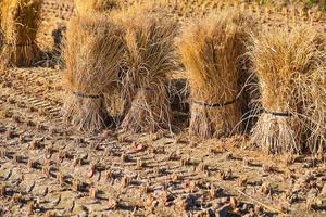 arrozal campo en cosecha hora foto