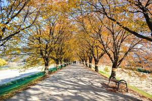 hermosa romántico callejón en un parque con vistoso árboles, otoño temporada foto