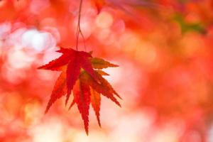 Bright colorful maple leaves on the branch in the autumn season. photo