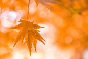 Bright colorful maple leaves on the branch in the autumn season. photo