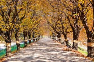 Beautiful romantic alley in a park with colorful trees, autumn season photo