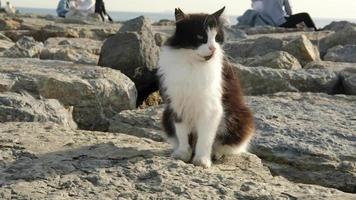 Cute tuxedo cat is sitting on rocks on the shore of Istanbul video