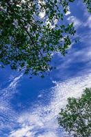 Nature background with trees and blue sky and clouds photo