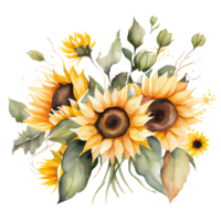 Watercolor floral bouquet composition with Sunflower, png transparent background, .