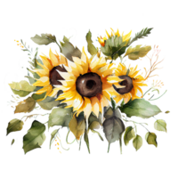 Watercolor floral bouquet composition with Sunflower, png transparent background, .