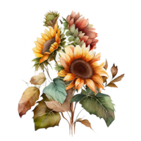 Watercolor floral bouquet composition with Sunflower, png transparent background, .