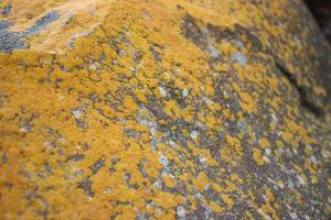 Close up yellow lichen cover the rough stone concept photo. Show with macro view. Rocks full of the moss photo